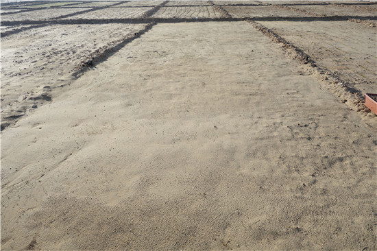 微普卡塔尔荒漠化治理实验基地喜迎收获